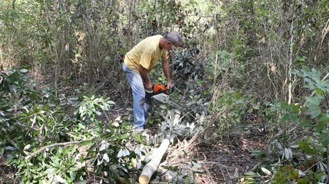 Using Chainsaw Stock Footage 915551