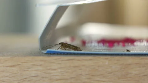 Using cockroach traps sticky glue with bait to kill roaches in the kitchen Stock Footage 97223554