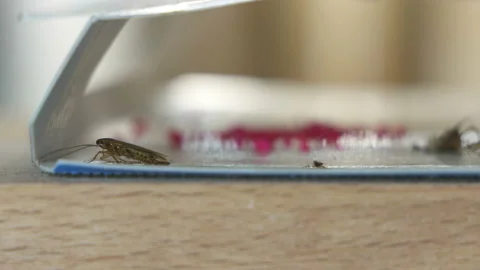 Using cockroach traps sticky glue with bait to kill roaches in the kitchen Stock Footage 97223595