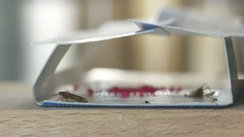 Using cockroach traps sticky glue with bait to kill roaches in the kitchen Stock Footage 97223657