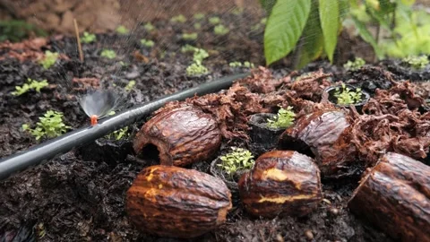 Using cocoa pods as a plant pot. Stock Footage 202259951