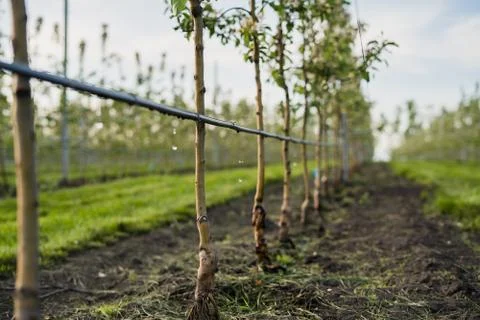 Using drip irrigation in a young apple tree garden Stock Photos
