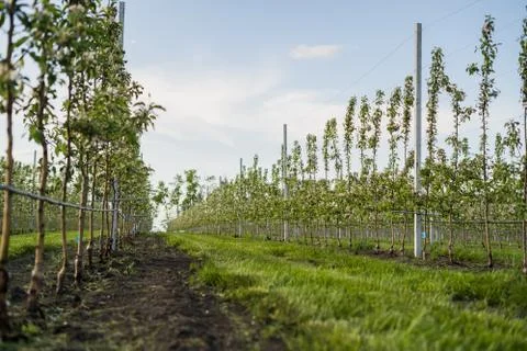 Using drip irrigation in a young apple tree garden Stock Photos