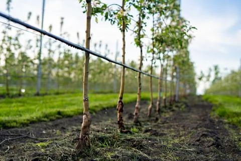 Using drip irrigation in a young apple tree garden Stock Photos
