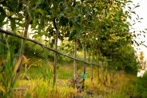 Using drip irrigation in a young apple tree garden Stock Photos