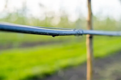 Using drip irrigation in a young apple tree garden 스톡 사진