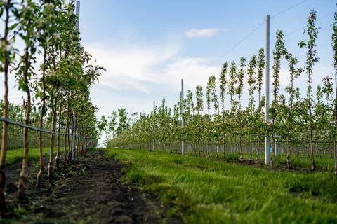 Using drip irrigation in a young apple tree garden Foto stock