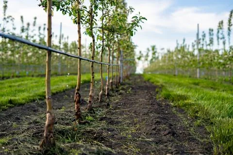 Using drip irrigation in a young apple tree garden Foto stock
