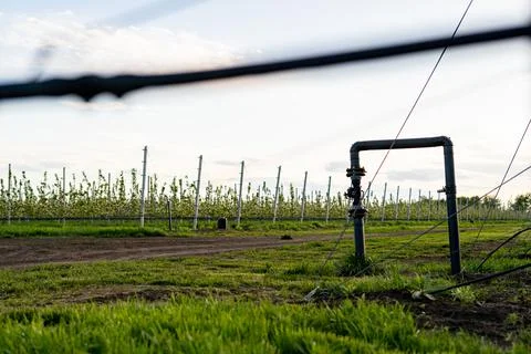 Using drip irrigation in a young apple tree garden Stock-Fotos