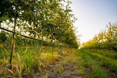 Using drip irrigation in a young apple tree garden Stock Photos