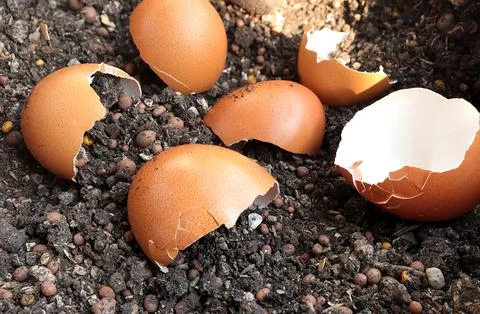  using eggshell as a fertilizer. Recycling kitchen waste for gardening.  Stock Photos