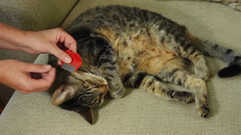 Using a flea comb on a cat's neck, finding fleas Vídeos de archivo 137068908