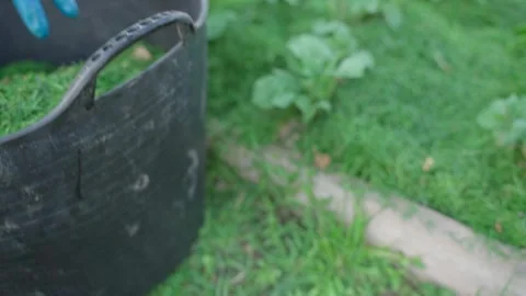 Using grass after mowing lawns to mulch the soil of a vegetable garden Stock Footage 311796704