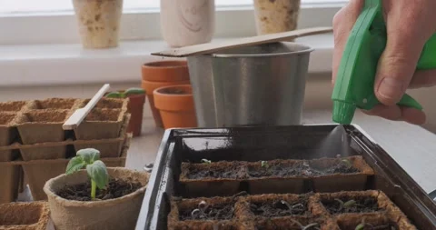 Using a green spray bottle to mist young seedlings Stock Footage 333704834