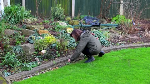 Using hand shears for clipping grass edging. Stock Footage 321471271