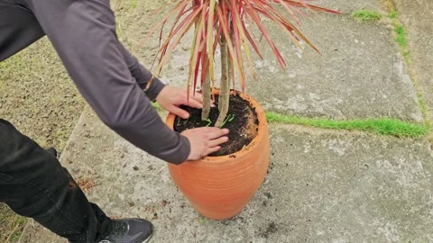 Using hands to press soil around a plant in a terracotta pot 스톡 동영상 331089124