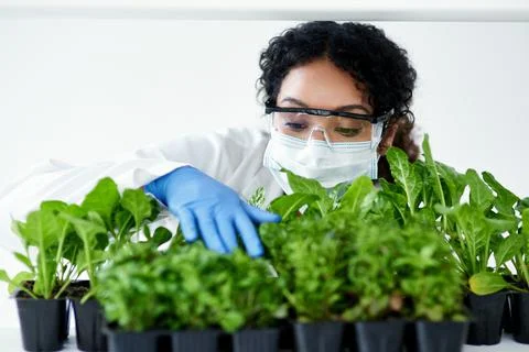 Using her knowledge to increase crop yields. a female scientist experimenting Stock Photos
