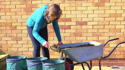 Using home made compost to grow potatoes Stock Footage 321462859