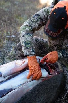 Using a knife, a hunter field dresses the backstrap of a deer he shot, for me Stock Photos