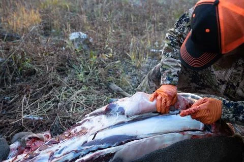 Using a knife, a hunter field dresses the backstrap of a deer he shot, for me Stock Photos