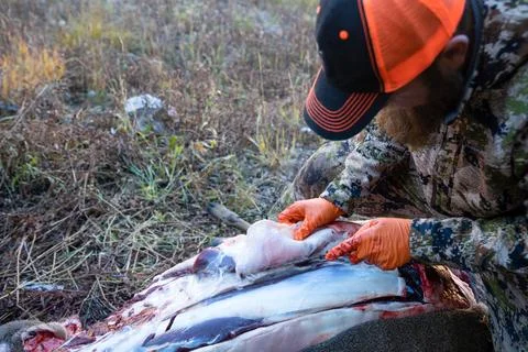 Using a knife, a hunter field dresses the backstrap of a deer he shot, for me Stock Photos