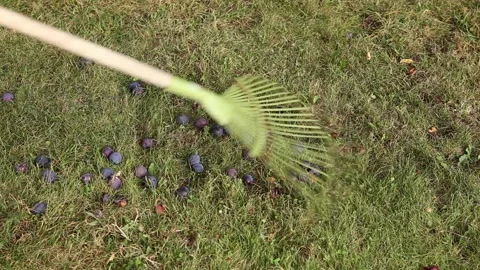 Using leaf rake to sweep old soft rotten gone bad plums. Stock-Footage 147337507