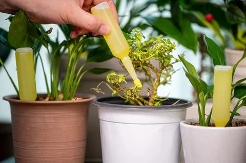 Using liquid fertilizer tube for potted plants at home Stock Photos