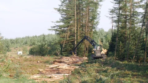 Using machine harvester to fell and log out conifers Video stock 108065378