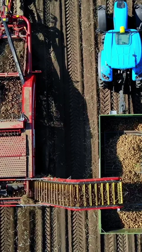 Using machinery at farm field during potato harvesting . Potato picking machine Stock-Footage 316782004