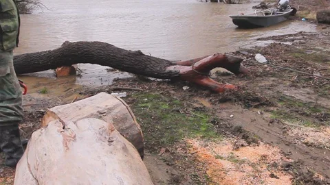Using metal cable to pull out wood, firewood from the river Stock Footage 129874840