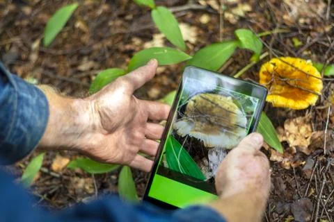 Using mobile app, man recognizes mushrooms in forest. Close-up of hands wit.. Stock Photos