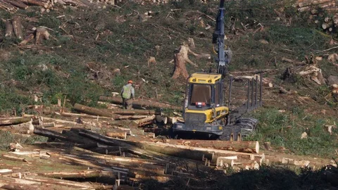 Using a mobile stacker to collect timber from clear fell site Stock Footage 108063762