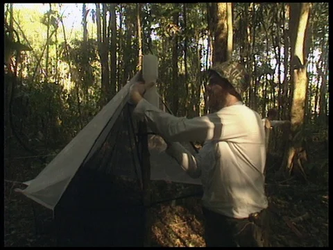 Using nets and trays to catch insects, UK 1994 Stock Footage 136689456