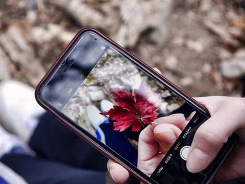 Using phone camera in the forest, view to the screen of the phone on hands Stock Photos
