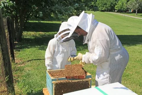 Using a Phone to Document Activity in a Bee Hive Stock Photos