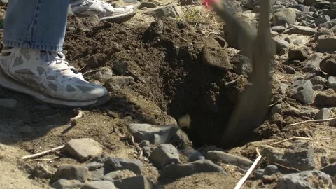 Using a pickaxe to remove rocks in dirt Stockbeeldmateriaal 77077903