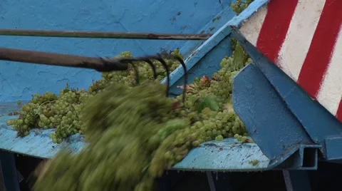 Using Pitchfor for Unloading Grapes From a Tractor Trailer Stock Footage 47476883