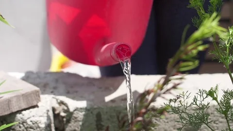 Using a red watering can to water flowers in the garden slow motion Stock Footage 76918019