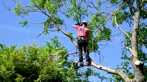 Using safety ropes to stand on a tree branch Stock Footage 140285401