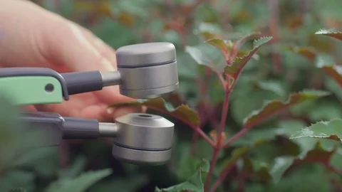 Using a scientific photosynthesis measuring device in a industrial greenhouse Stock Footage 109277754