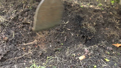 Using shovel dig the soil Stock Footage 158361475