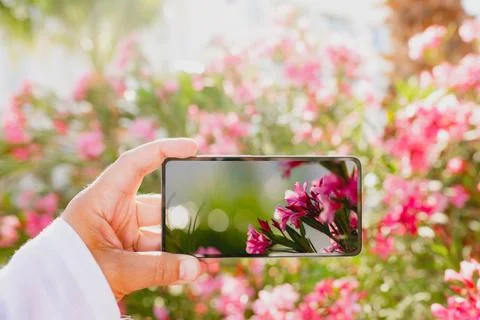 Using smartphone to make a macro photo of rose colored flowers 写真素材