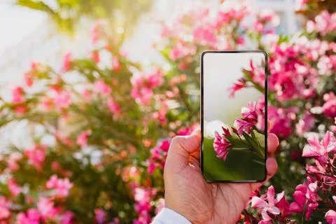Using smartphone to make a macro photo of rose colored flowers Stock Photos