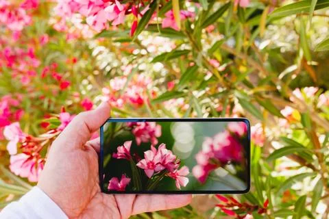 Using smartphone to make a macro photo of rose colored flowers Stock Photos