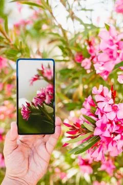 Using smartphone to make a macro photo of rose colored flowers Stock Photos