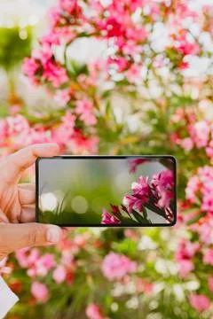 Using smartphone to make a photo in macro mode Stock Photos