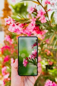 Using smartphone to make a photo in macro mode Stock Photos