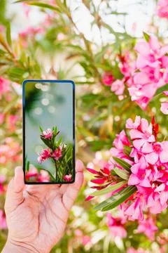 Using smartphone to make a photo in macro mode Stock Photos