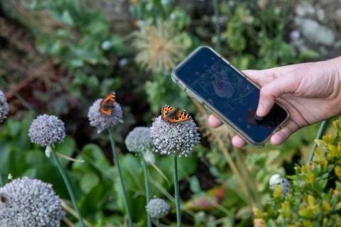 Using a smartphone to take a photograph Foto stock