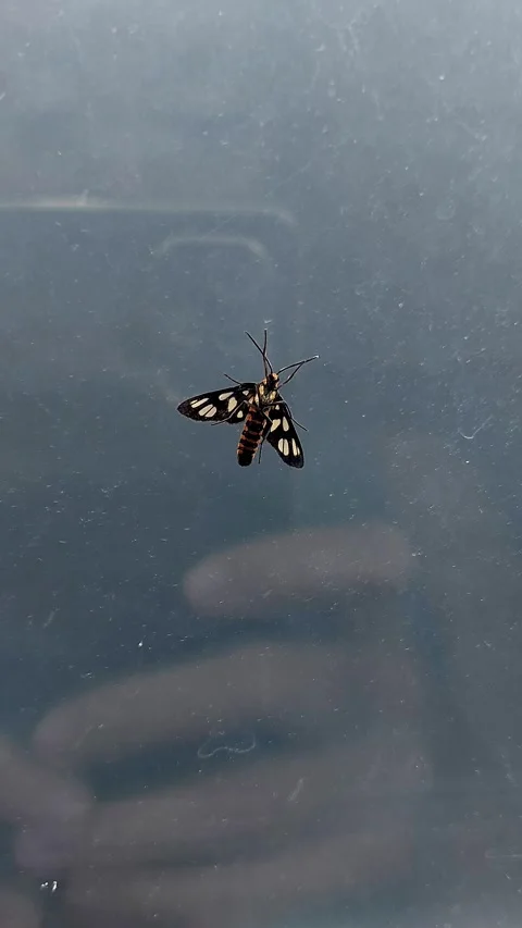 Using a smartphone to take a video of a Tiger Moth or Amata Huebneri  Stock Footage 315756423
